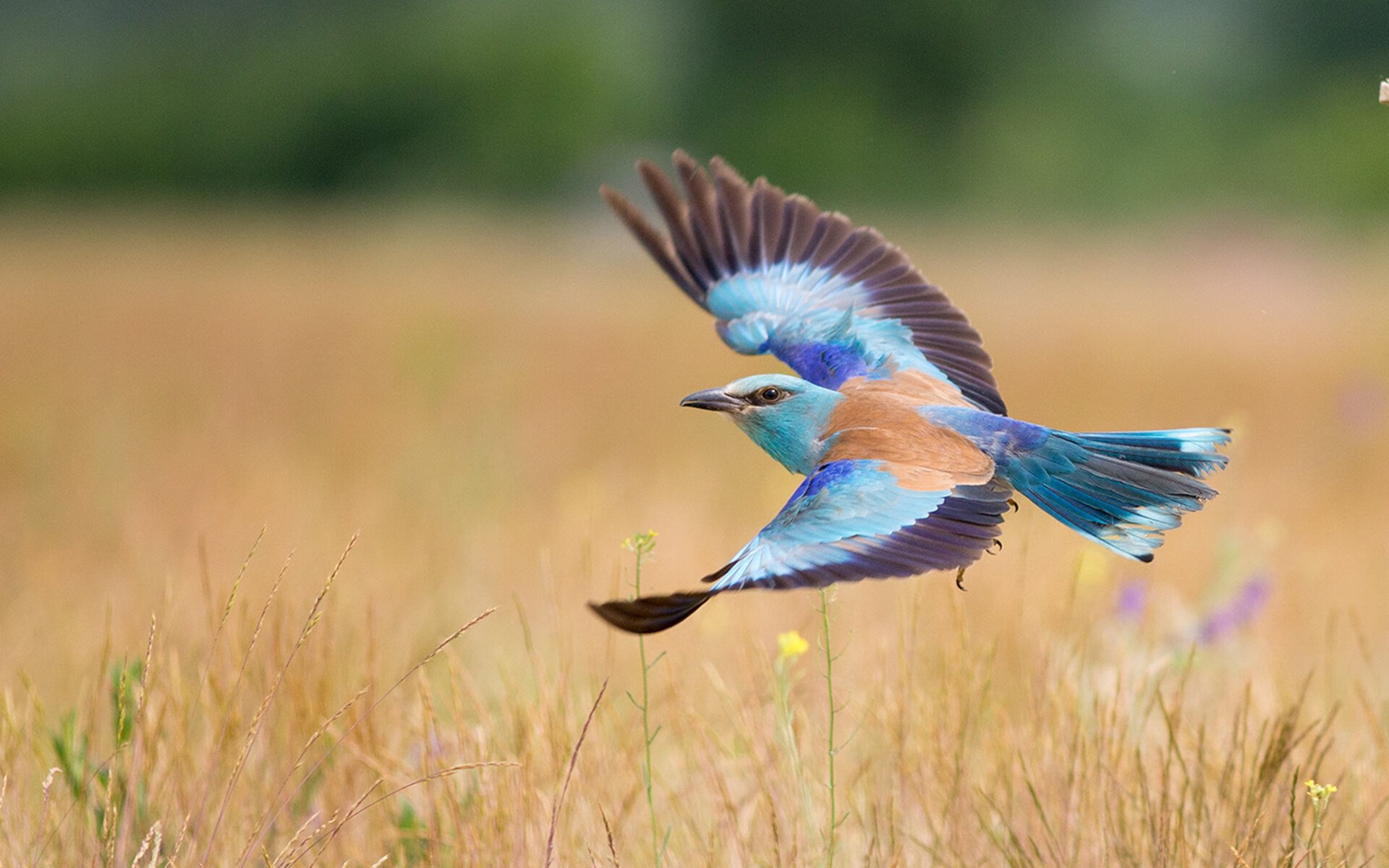 _红土认证系列:硬核比赛挑战极限_,什么是红土