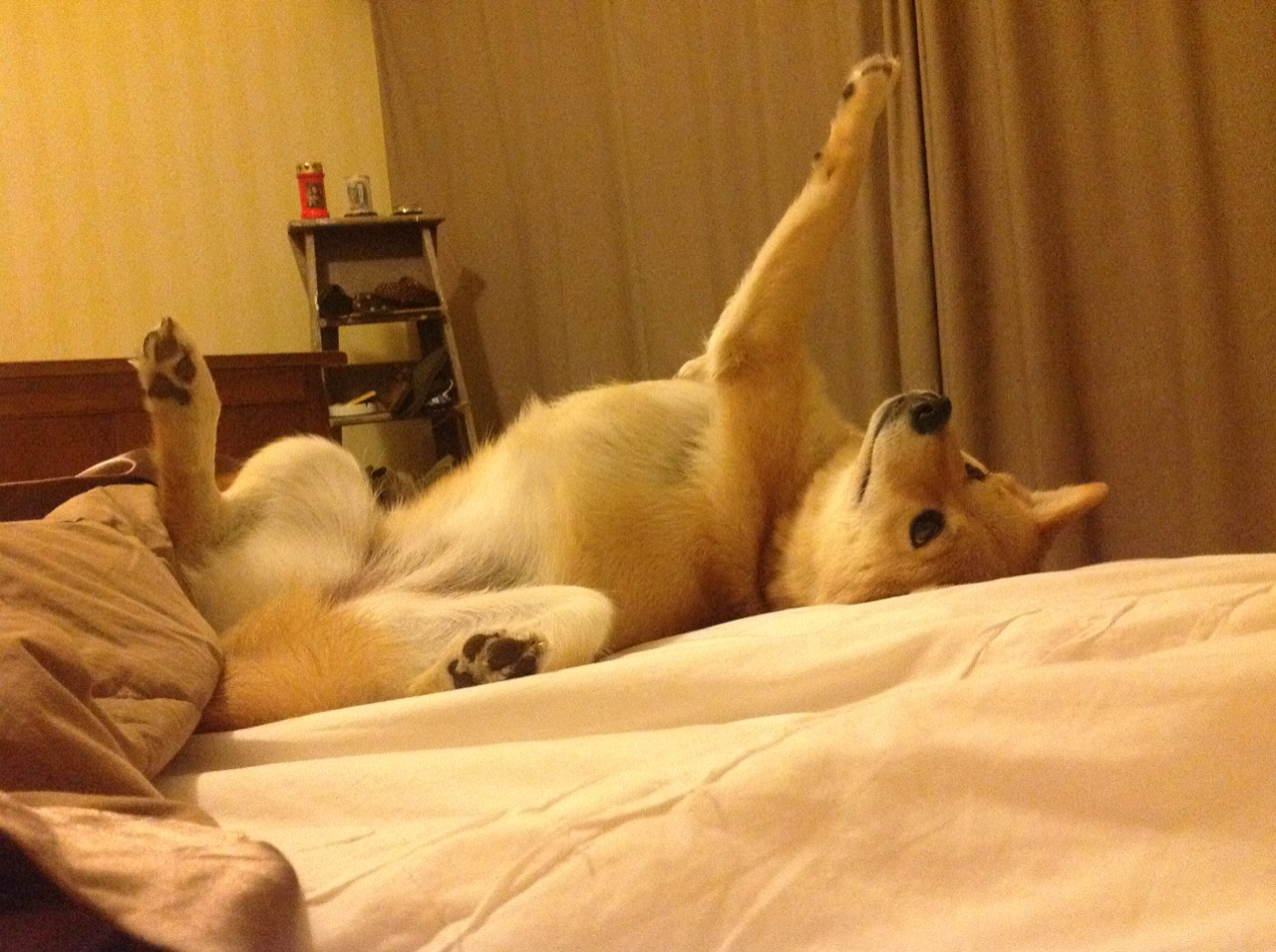 九游(jiuyou)官方网站-在面对凯尔特人的比赛中，库里上演“远距离绝杀”！，凯尔特人 库里