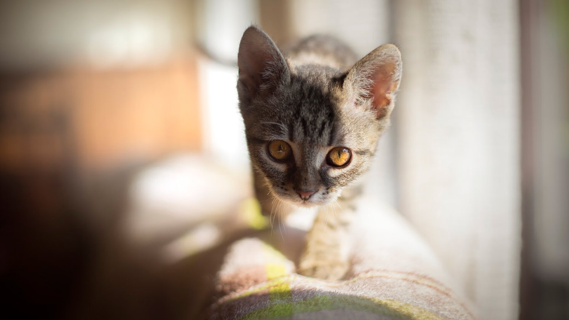 意甲积分格局凸显：国际米兰领先，米兰双雄紧追不舍，意甲国际米兰夺冠