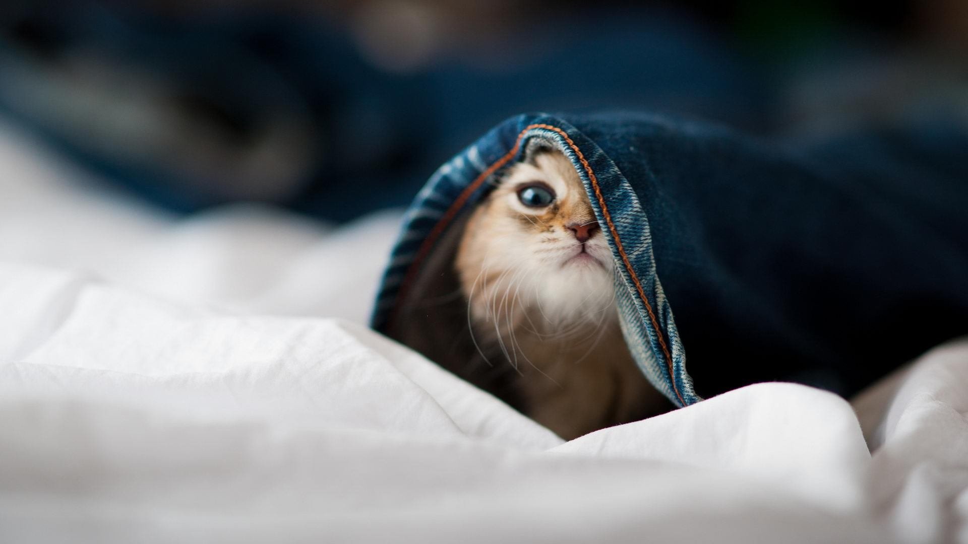 九游游戏中心官网-最激动人心！王强三分绝杀，完美逆转！，王强比赛视频