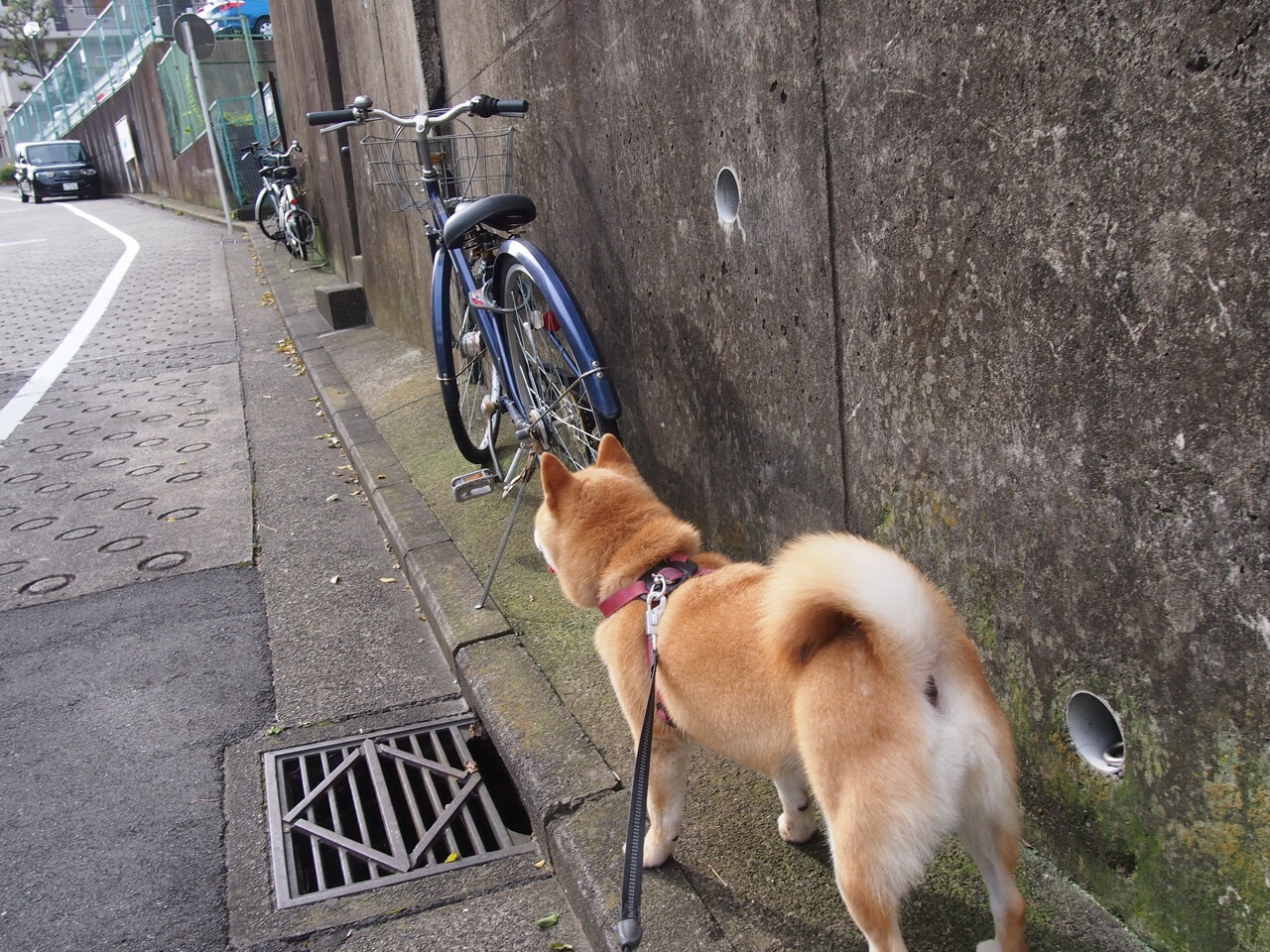 九游娱乐(jiuyou)官方网站-逆境中的“粉红奇迹”——那些令人振奋的逆转故事