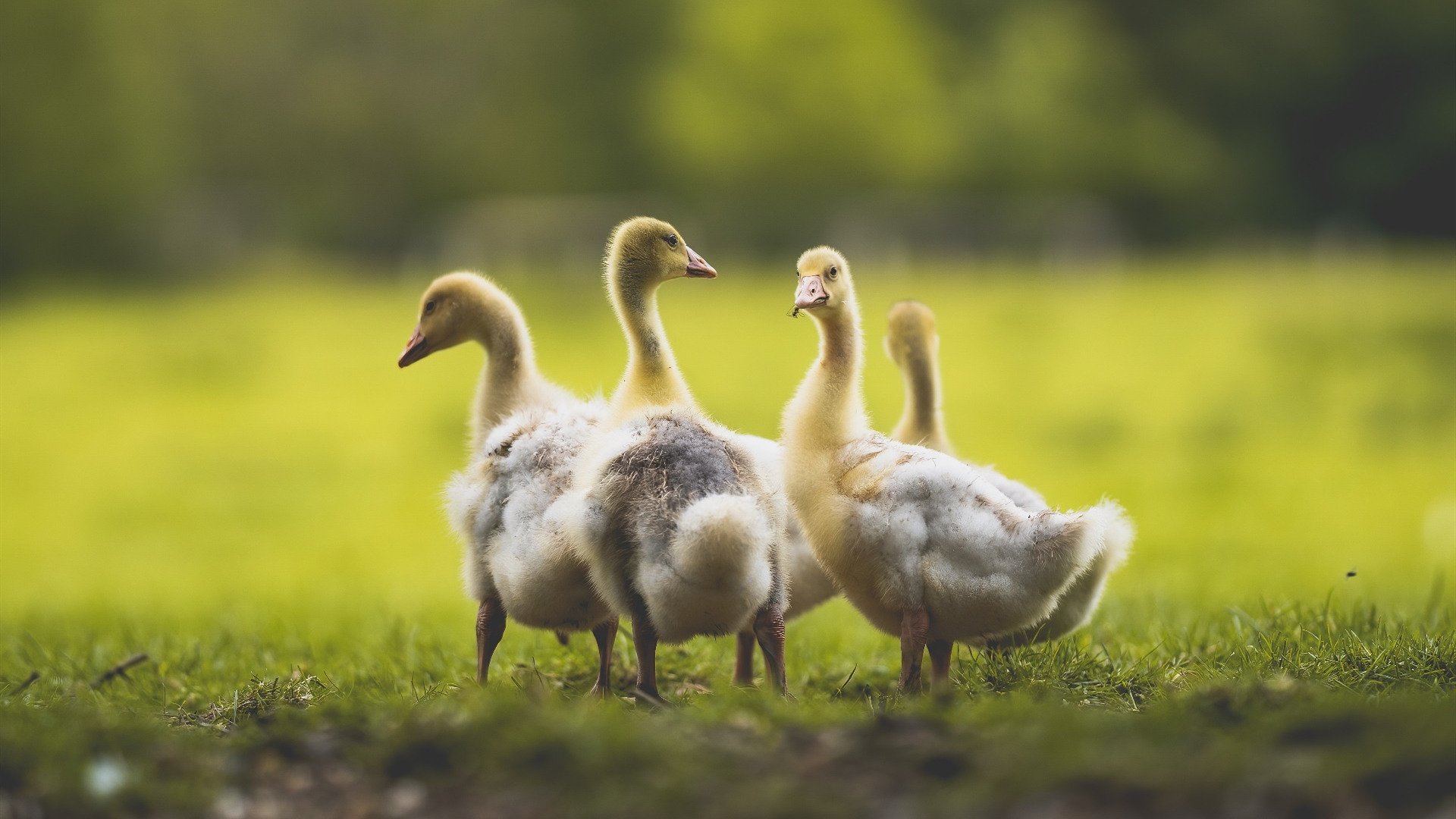 九游电脑版-NBA关联战队战术风格备受分析师关注，nba手游关系网