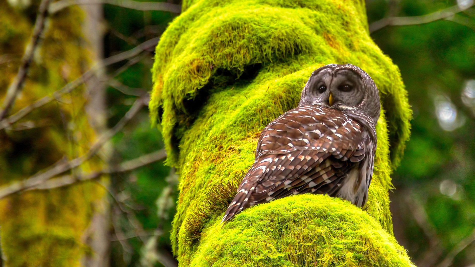 -中国足球的青少年教练员培养机制，全国青少年校园足球教练员国家级专项培训课教案