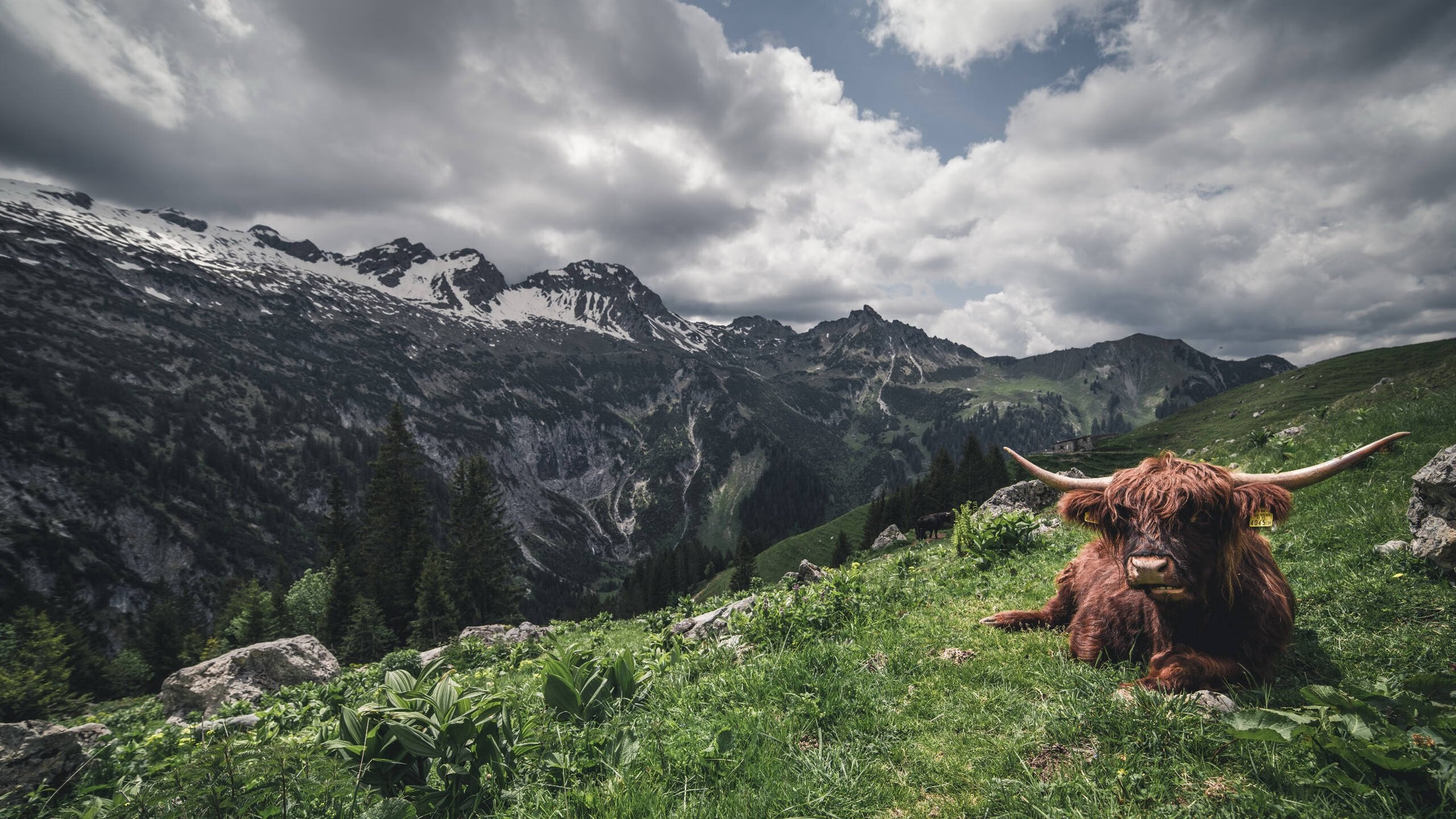 九游网页版入口-尤文图斯连续保持不败，尤文图斯连续保持不败的球员