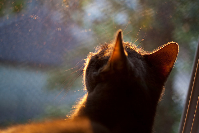 快船球队球队阵容深度提升,快船队球员名单最新首发阵容