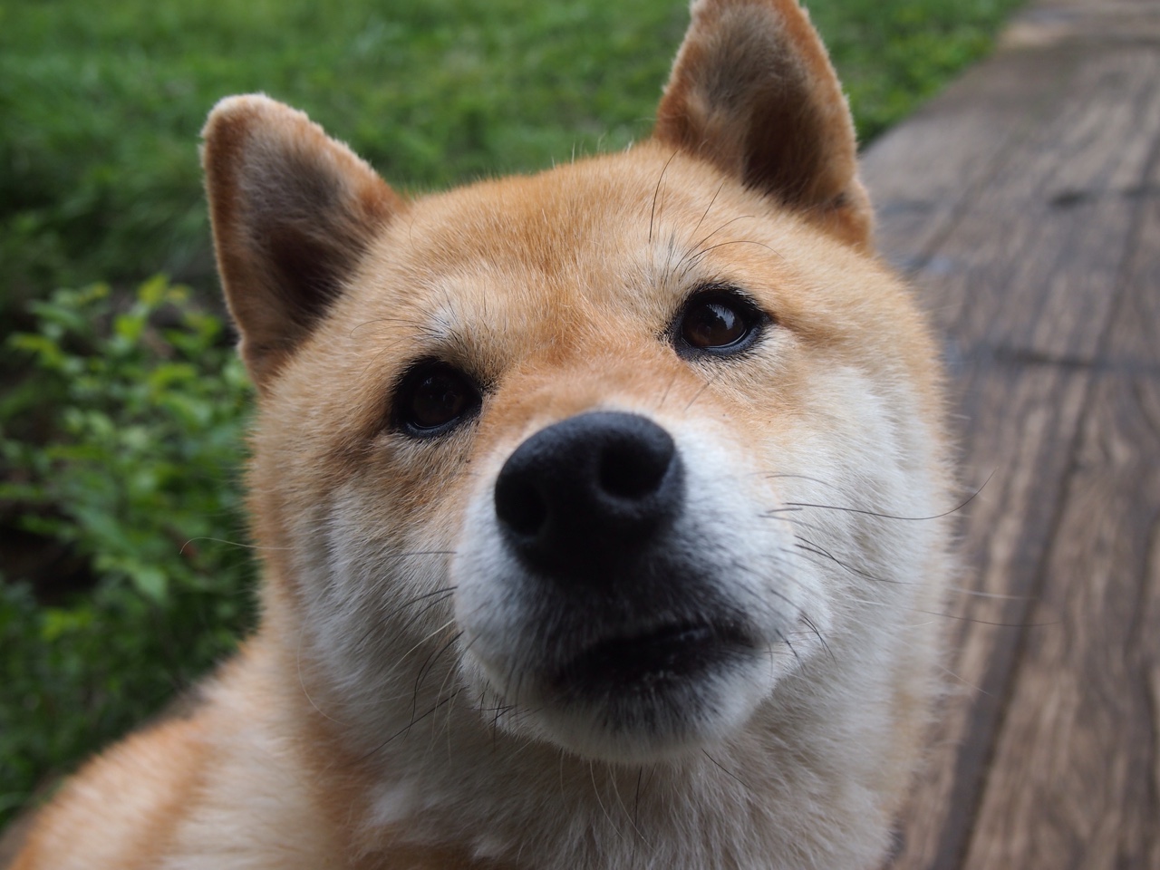 九游下载中心-篮网队遭遇伤病连连，面临缺兵少将的困境，篮网队伤员