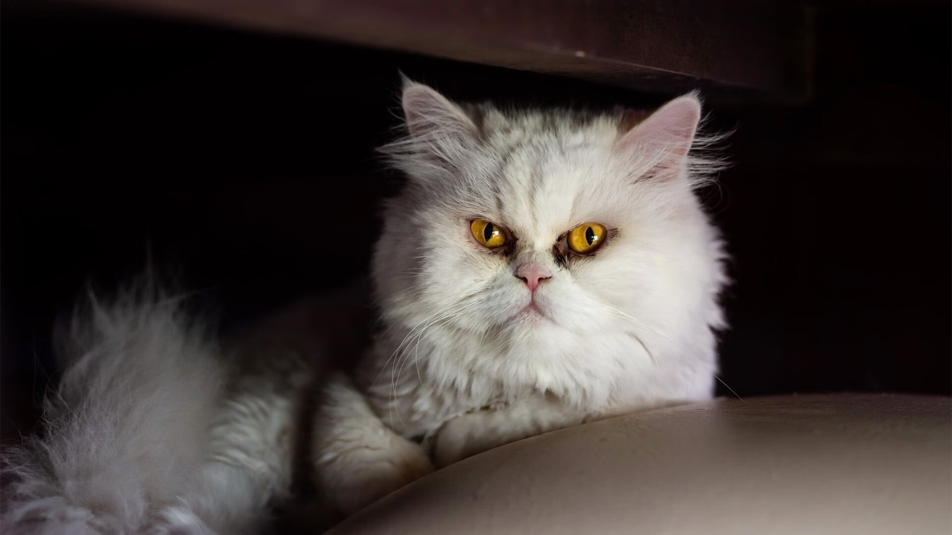 葡萄牙男足未能晋级巴黎奥运会,葡萄牙男足为啥不参加奥运会