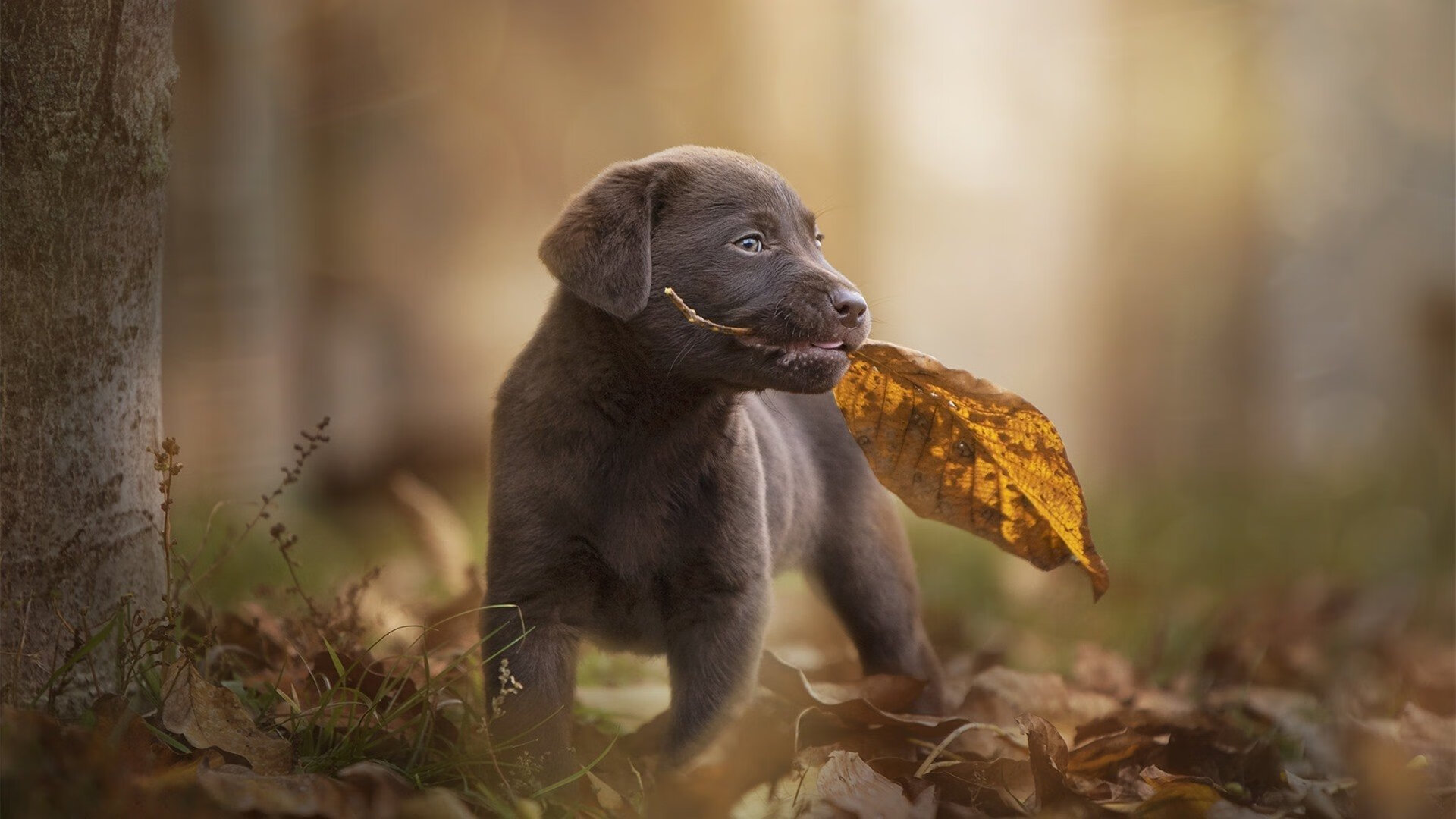 九游娱乐官网 (JIUYOU)-阿尔梅里亚客场-战胜赫特菲，卡沙伊斯进球制胜，阿尔梅里亚吧