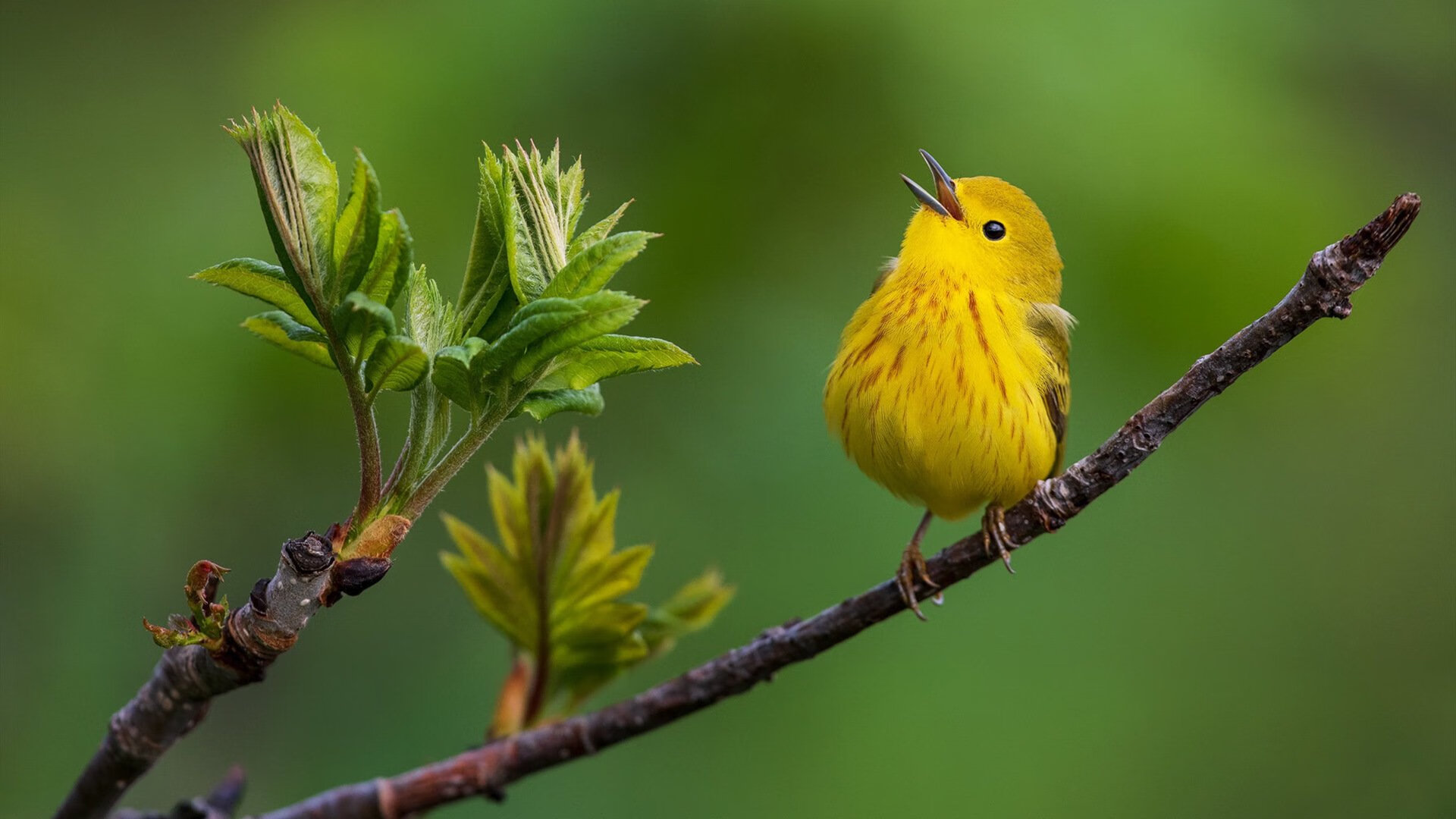 韩国文化传播力持续增强,韩国文化走向世界