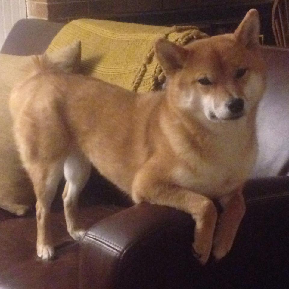 九游-中国男篮备战世界杯 球员状态调整到位，中国男子篮球世界杯