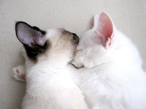 中超联赛中国女足战败 球迷希望重建体系,中国足协女超联赛