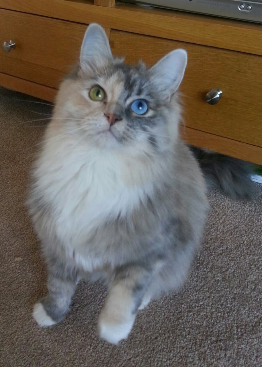 中超联赛裁判改革引入国际专家团队,中超联赛裁判员名单