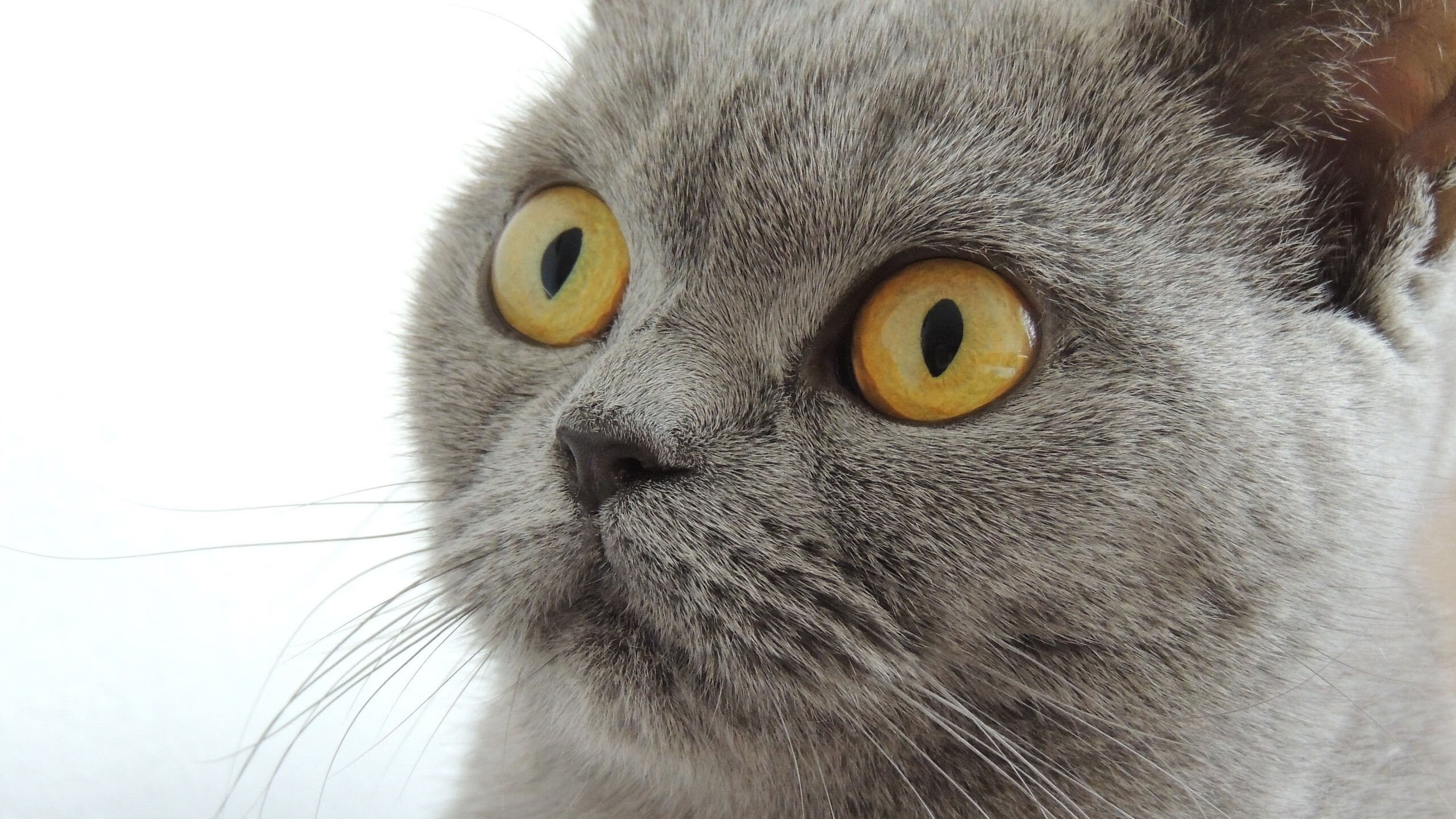 JiuyouAPP下载-纽卡斯尔客场表现回暖力争反弹，纽卡斯尔首发