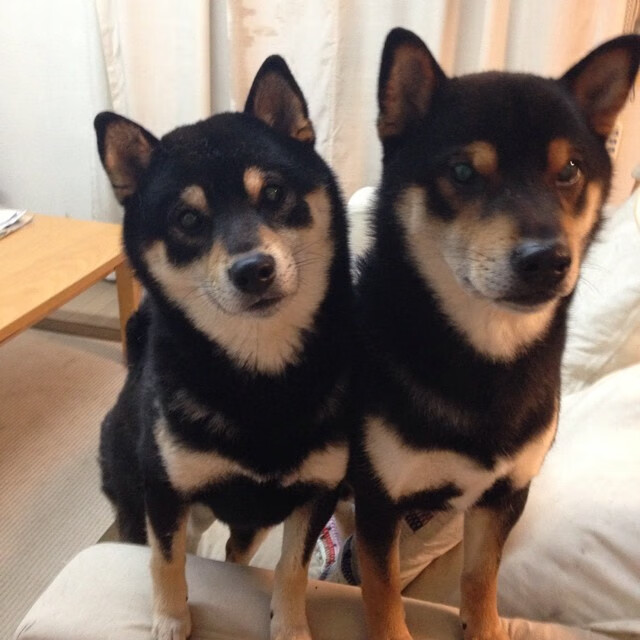 领袖角色在更衣室影响力如何传导至场上执行，领袖型人物代表