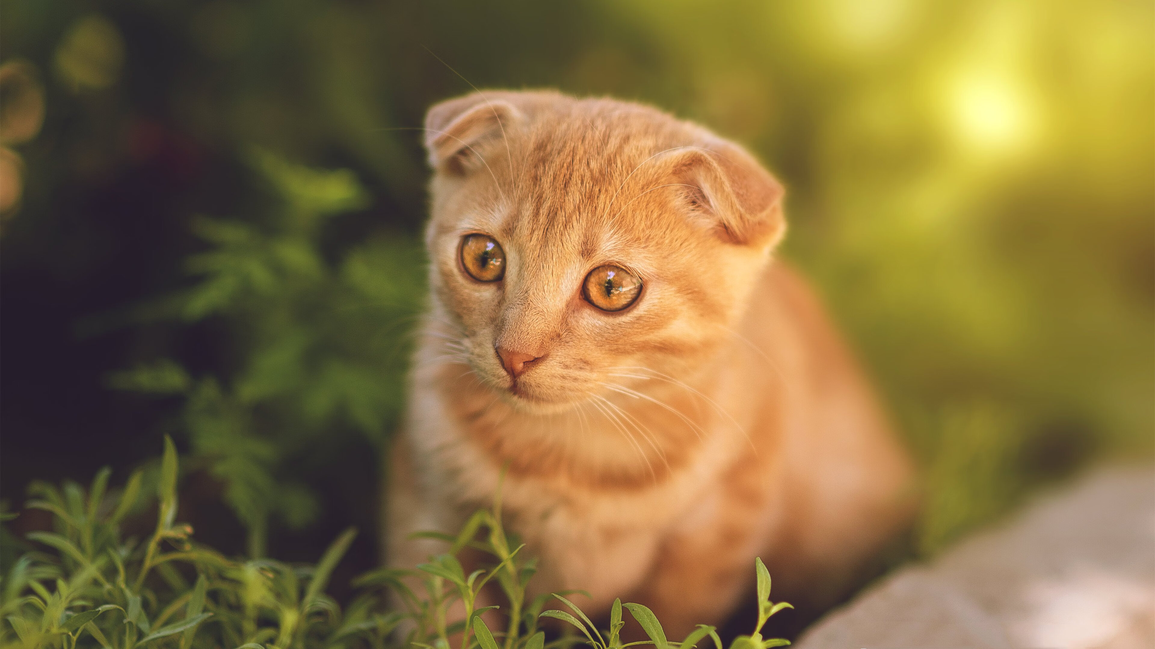 字母哥篮板抢夺积极展现统治力,字母哥篮板能力