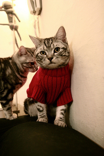 电竞选手社交媒体运营能力普遍提高,主流媒体 电竞