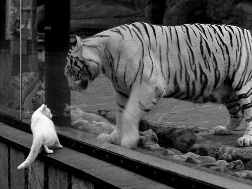 维尔·冯·威克：在比赛中的爆发力使南非队在关键时刻占得先机，维克多冯华尔兹